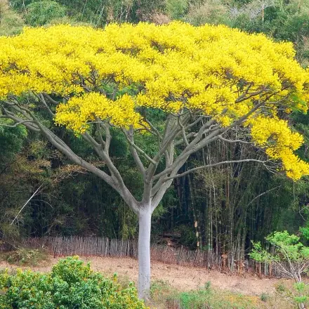 Foto de Guapuruvu