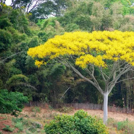 Foto de Guapuruvu