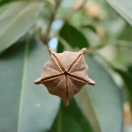 Foto de Guarantã