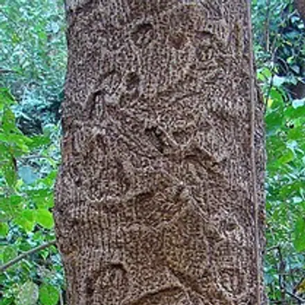 Foto de Guaritá
