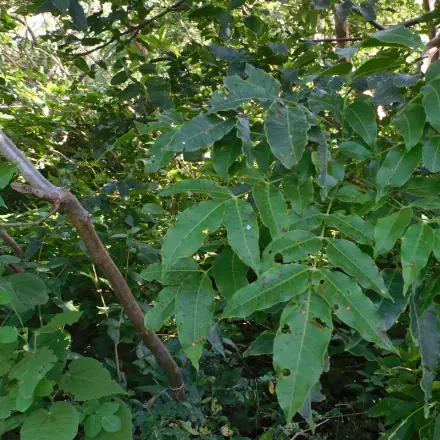 Foto de Guaritá