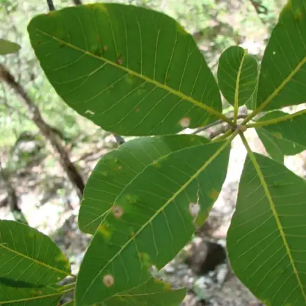 Foto de Guatambu