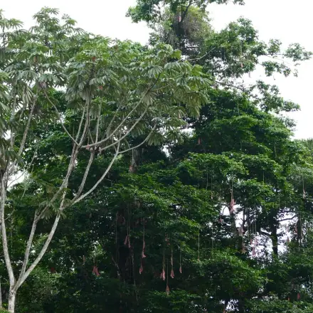 Foto de Imbaúba-do-norte