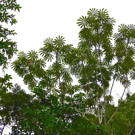 Foto de Imbaúba-do-norte
