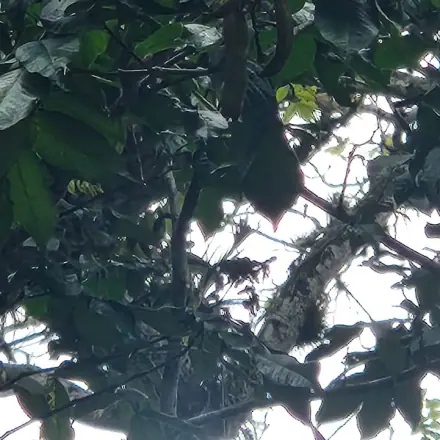 Foto de Ingá-banana