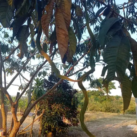 Foto de Ingá-cipó