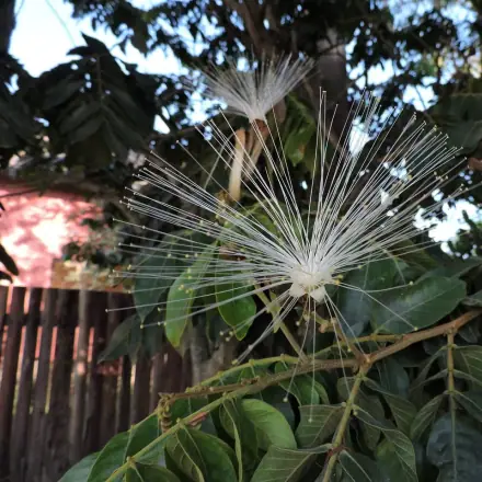 Foto de Ingá-ferradura
