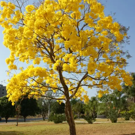 Foto de Ipê-amarelo