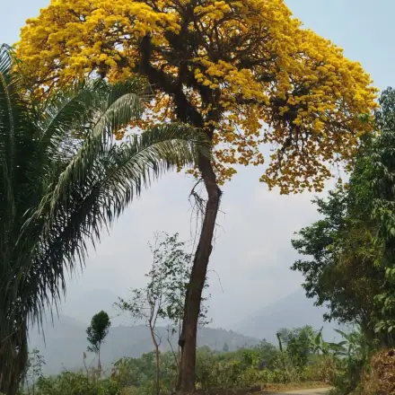 Foto de Ipê-amarelo