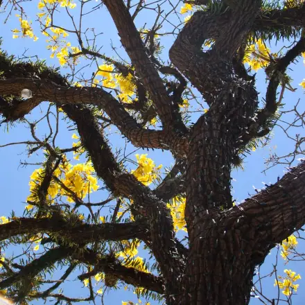 Foto de Ipê-amarelo