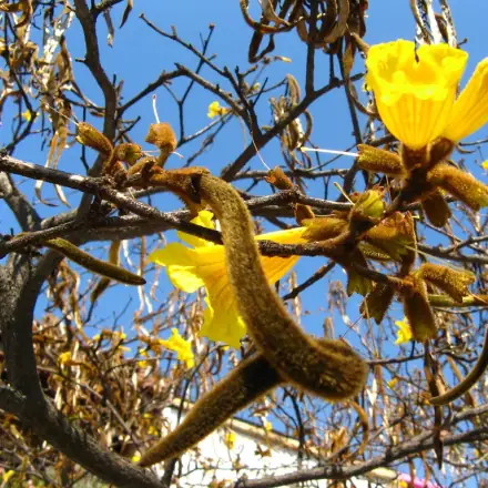 Foto de Ipê-amarelo
