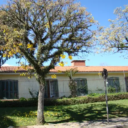 Foto de Ipê-amarelo