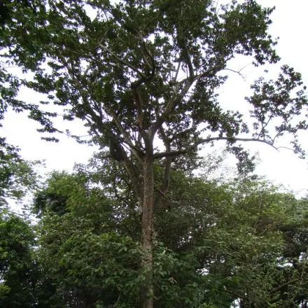 Foto de Ipê-felpudo