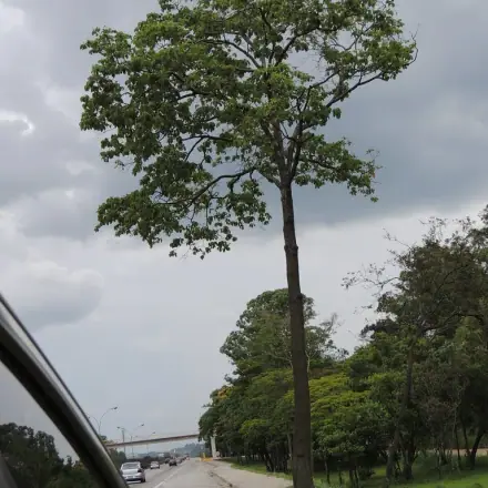 Foto de Ipê-felpudo
