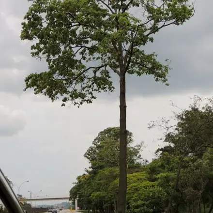 Foto de Ipê-felpudo