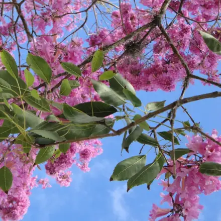 Foto de Ipê-roxo