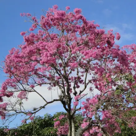 Foto de Ipê-roxo