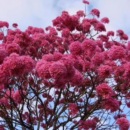 Foto de Ipê-roxo