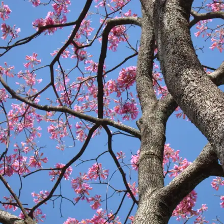 Foto de Ipê-roxo