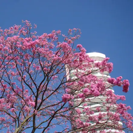 Foto de Ipê-roxo
