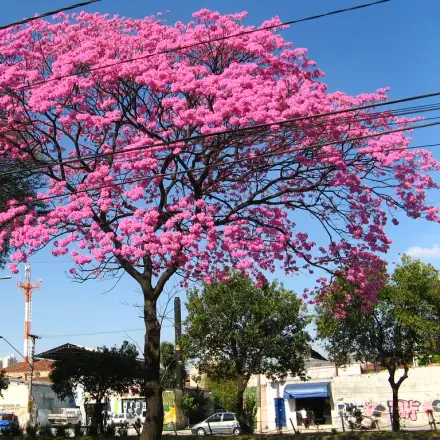 Foto de Ipê-roxo