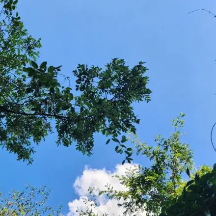 Foto de Jacarandá-branco