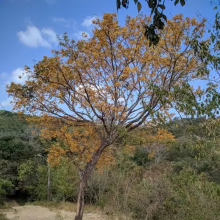 Foto de Jacarandá-do-litoral