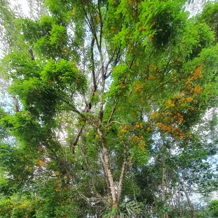 Foto de Jacarandá-do-litoral