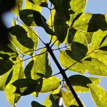 Foto de Jacarandá-do-litoral