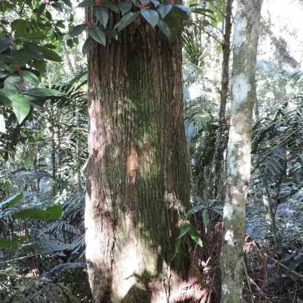 Foto de Jacatirão-açu