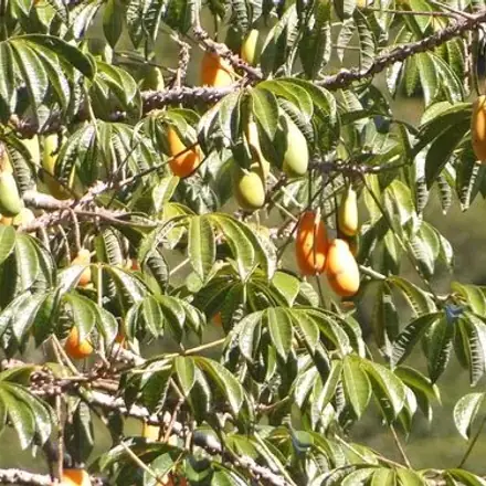 Foto de Jaracatiá