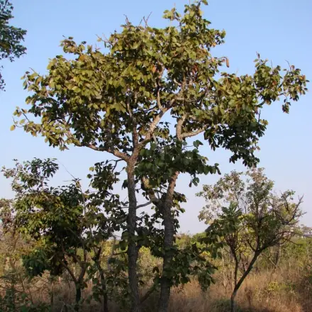 Foto de Jatobá-do-cerrado