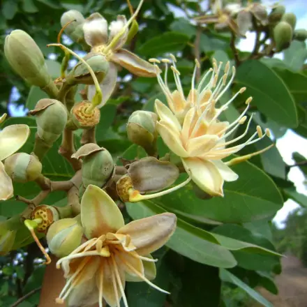 Foto de Jatobá-do-cerrado