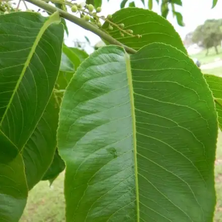 Foto de Jequitibá-branco