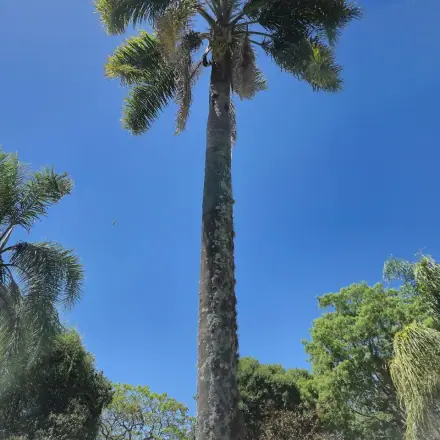 Foto de Jerivá