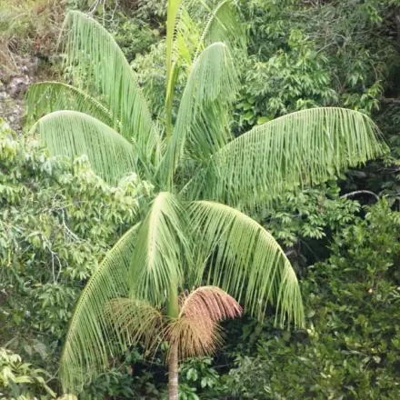 Foto de Juçara