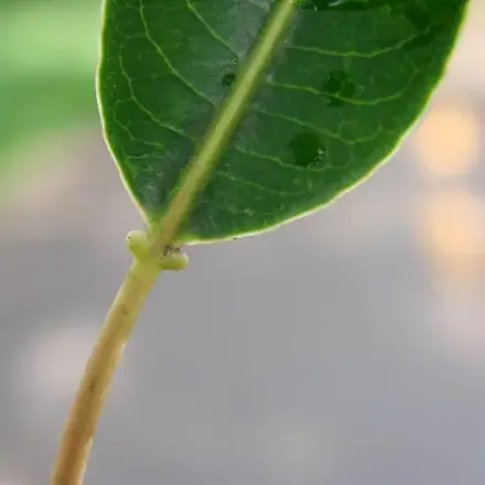 Foto de Leiteiro