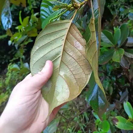 Foto de Licurana