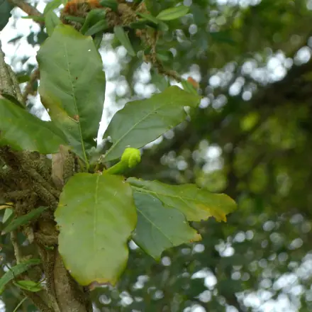 Foto de Limão-do-mato