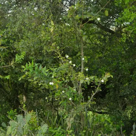 Foto de Limão-do-mato