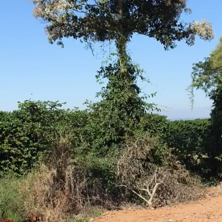 Foto de Louro-pardo