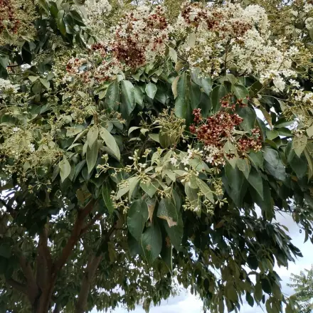 Foto de Louro-pardo