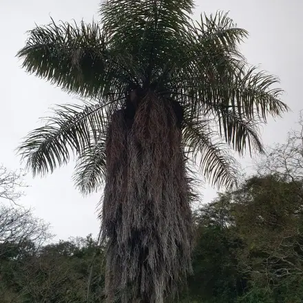 Foto de Macaúba