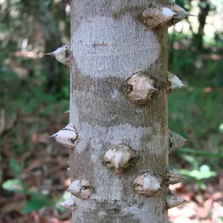 Foto de Mamica-de-porca