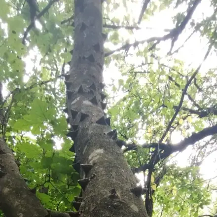 Foto de Mamica-de-porca