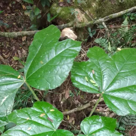 Foto de Mamona-do-mato