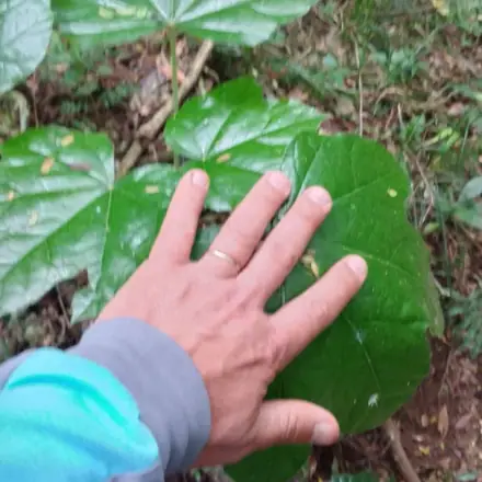 Foto de Mamona-do-mato