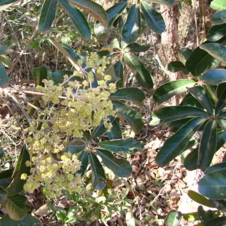 Foto de Mandiocão-do-cerrado