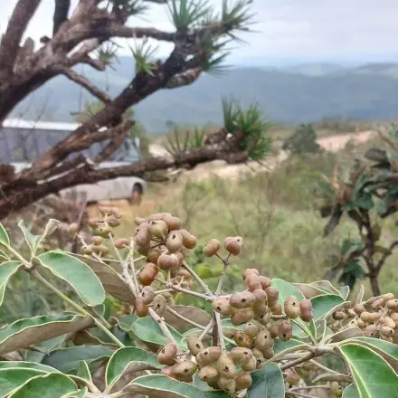 Foto de Mandiocão-do-cerrado