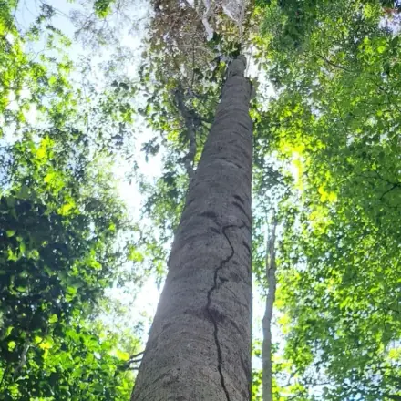 Foto de Mandiocão